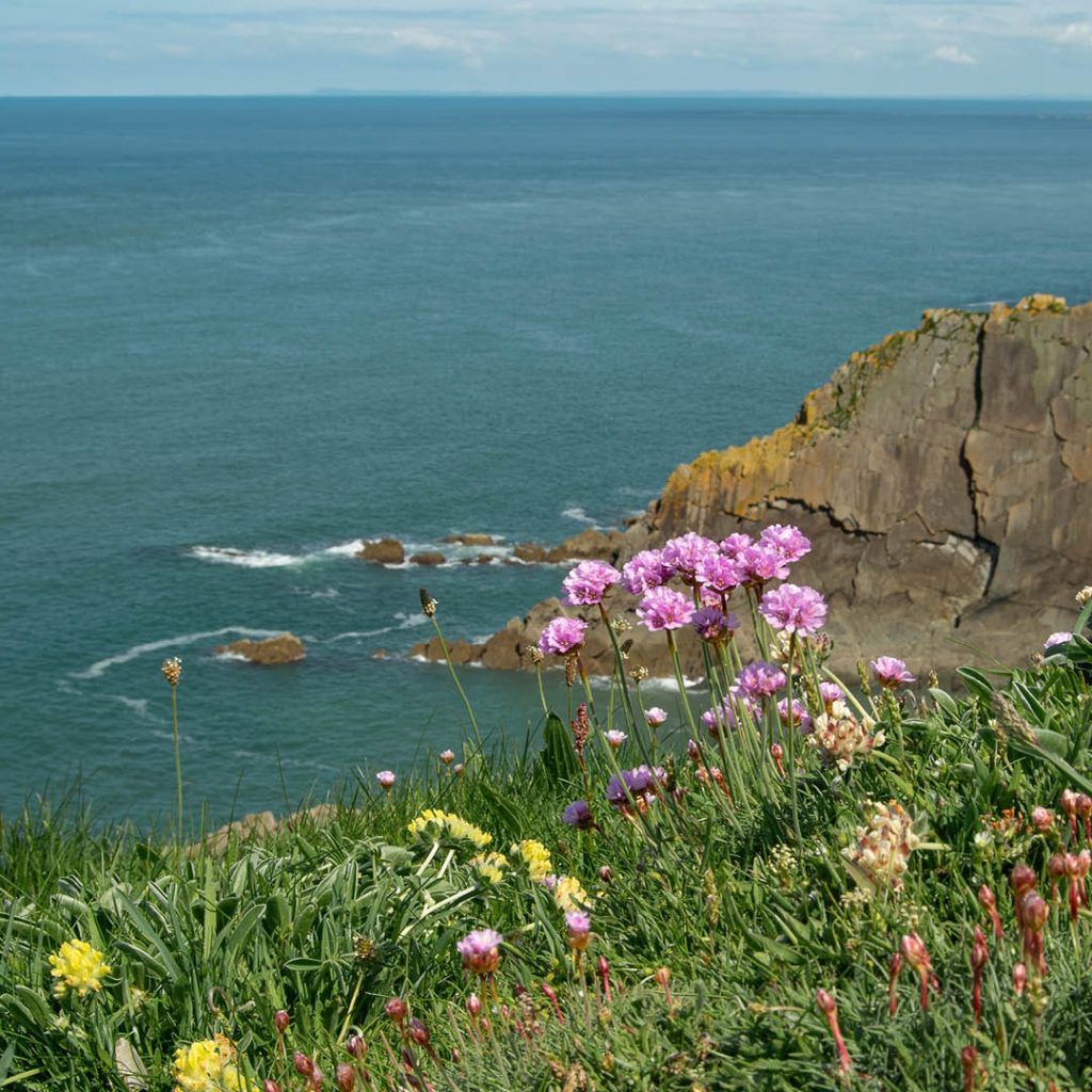 South West Coast Path Association trailblazer walk for the 50th anniversary. The beautiful North Devon coast line of Baggy point near Croyde.