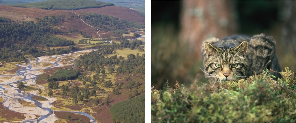 a vast landscape showing the expanse of the Rewilding britain efforts. A lynx in the wild in pouncing position.