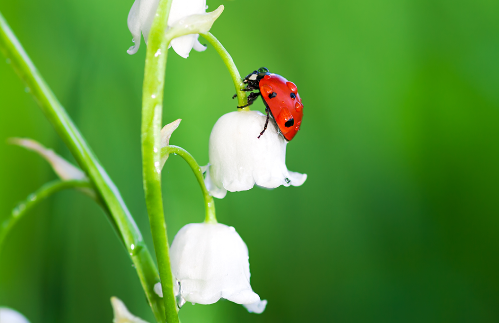 lady bird on snowdrop flower
