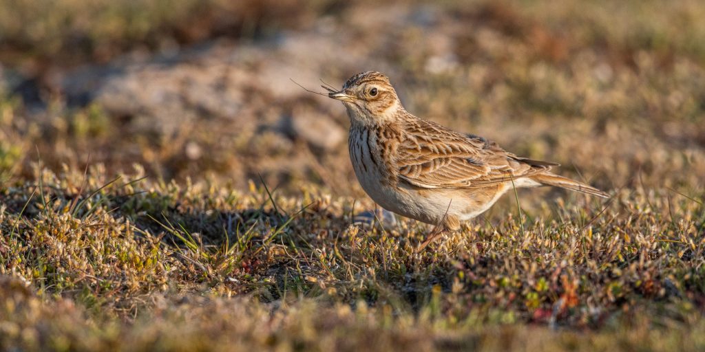 Skylark bird in a grassy natural surroundings.